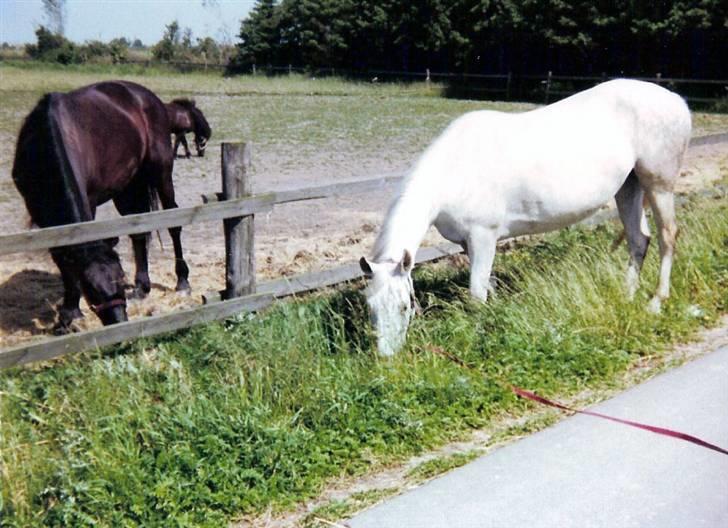 Anden særlig race Musse - Musse og Picasso sidste time sammen i 1983. billede 11