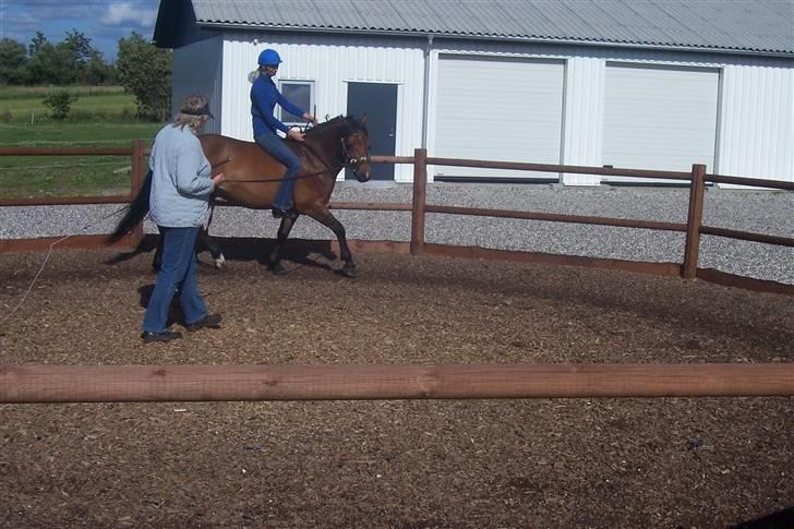 Connemara Enghøjs Sandy Touch-SAVNET - Louise Møller og Tove Nielsen d. 17/7-2008. teæner Santos billede 8