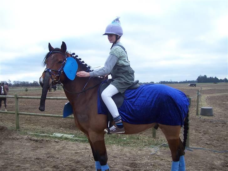 Connemara Enghøjs Sandy Touch-SAVNET - Santos er bodil kær og jeg er Lille per:) billede 9