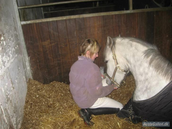 Welsh Pony af Cob-type (sec C) Hesta <3 SOLGT - RIP - En træt Hesta efter første stævne 2oo8 billede 20