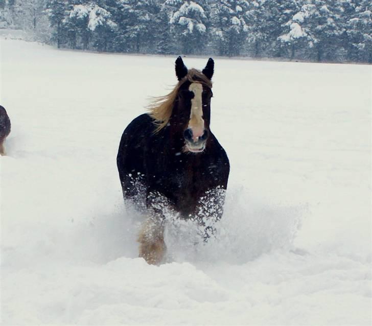 Jyde Silvia billede 1