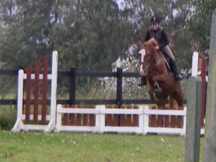 Hollandsk Sportspony Lex <3 R.I.P :( - spring med gamle ejer (: Nr. 8 ..  billede 8