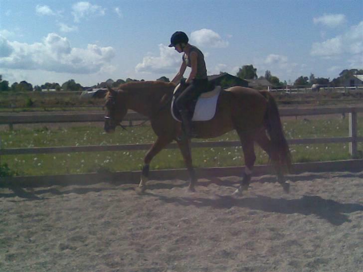 Hollandsk Sportspony Lex <3 R.I.P :( - Taget d. 18/5-08 . Dressur træning (: Fotograf : signe (: Nr 9.  billede 9