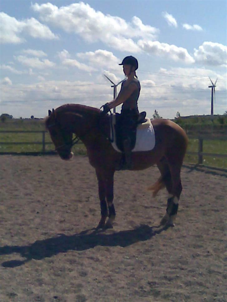 Hollandsk Sportspony Lex <3 R.I.P :( - Taget d. 18/5-08 . Lex i en parade (: Fotograf : signe (: Nr. 15 billede 15