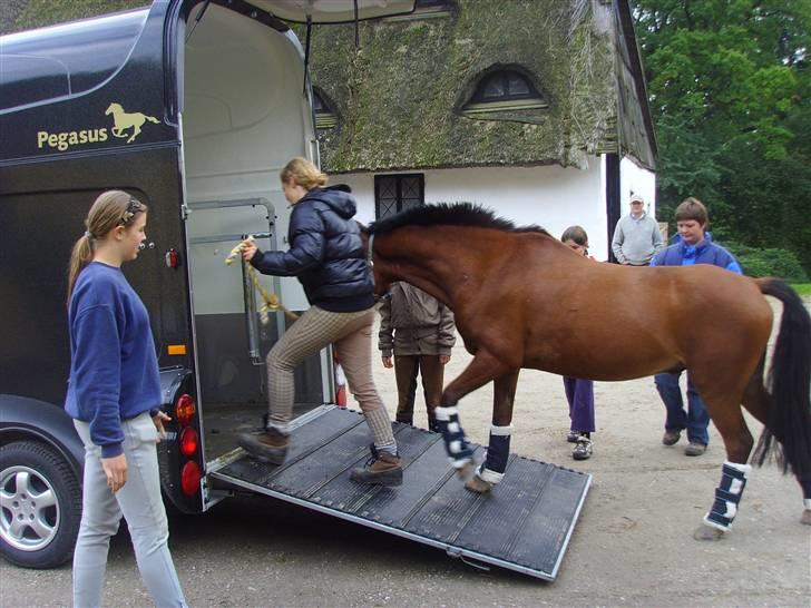 Anden særlig race Dundee<3 Solgt  ; (  - Den værste dag i hele mit liv, , farvel Dundee og tak for de dejligtste 3 år : /   JEG SAVNER DIG PONY <3 billede 19