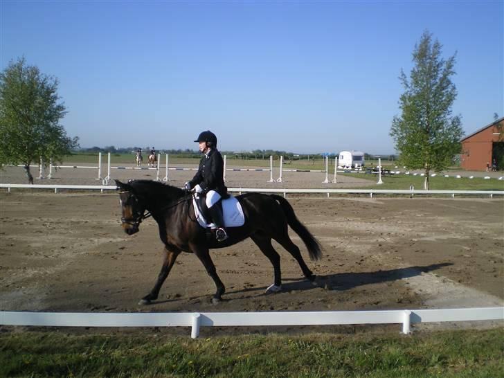 New Forest Roløkke Superman - dressur stævne .. xD billede 2