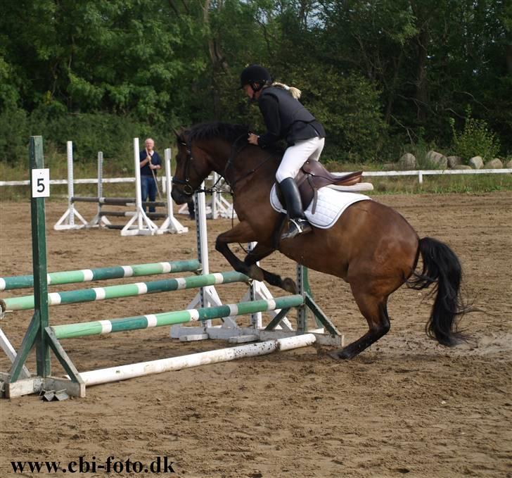 New Forest Roløkke Superman - Spring stævne VOSK  billede 5