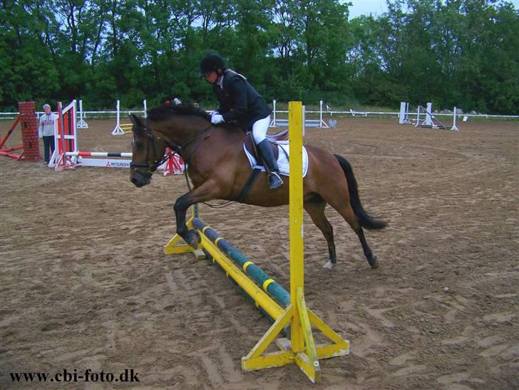 New Forest Roløkke Superman - spring stævne  billede 7