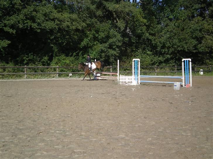 New Forest Roløkke Superman - spring stævne  billede 8