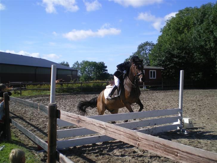 New Forest Roløkke Superman - spring stævne .. fladså billede 9