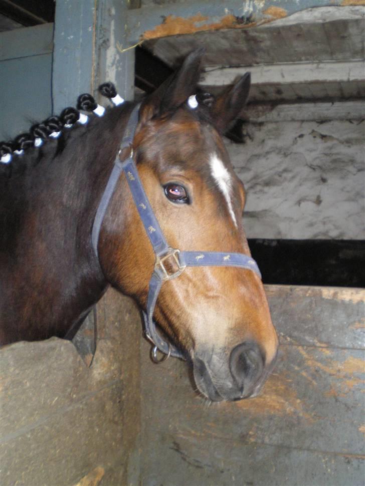 New Forest Roløkke Superman - stævne klar .. x´D  billede 10