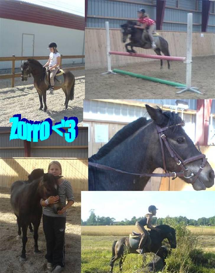 Anden særlig race Zorro *** SOLGT *** - Zorro :-)
*fra fie* billede 12