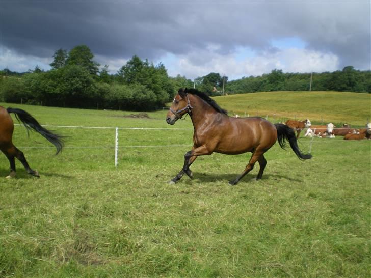 New Forest Roløkke Superman - En løbe tur er altid godt x) billede 11