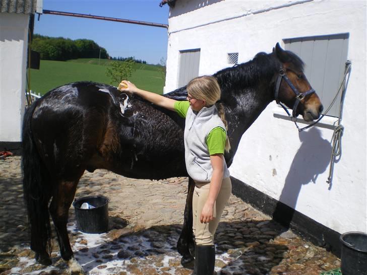 New Forest Roløkke Superman - Dejligt at blive vasket ! (: billede 13