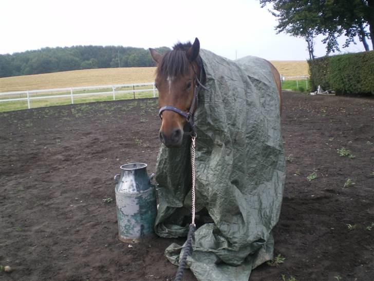 New Forest Roløkke Superman - Tillidsøvelse.. med pressening  billede 14