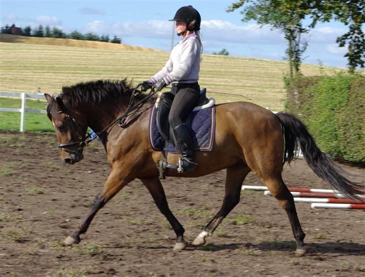 New Forest Roløkke Superman - dressur på banen sommer 2007 billede 15