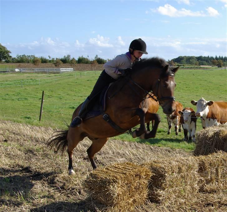 New Forest Roløkke Superman - Halmballe spring .. (: SE der er tilskuer på .. Muuuuhaha xD billede 16