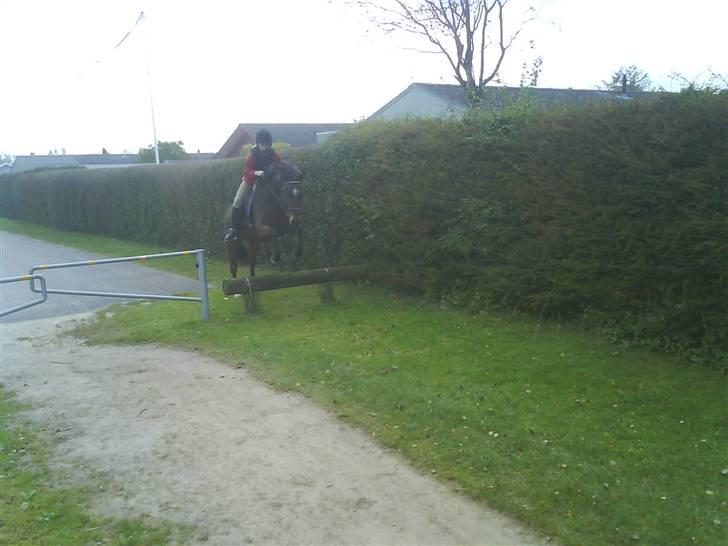 New Forest Roløkke Superman - Natur spring ..  billede 17