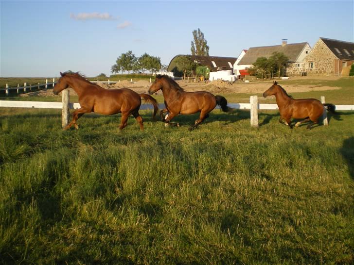 New Forest Roløkke Superman - Solterie, Superman og Shakira.. sommeren 2007 billede 19