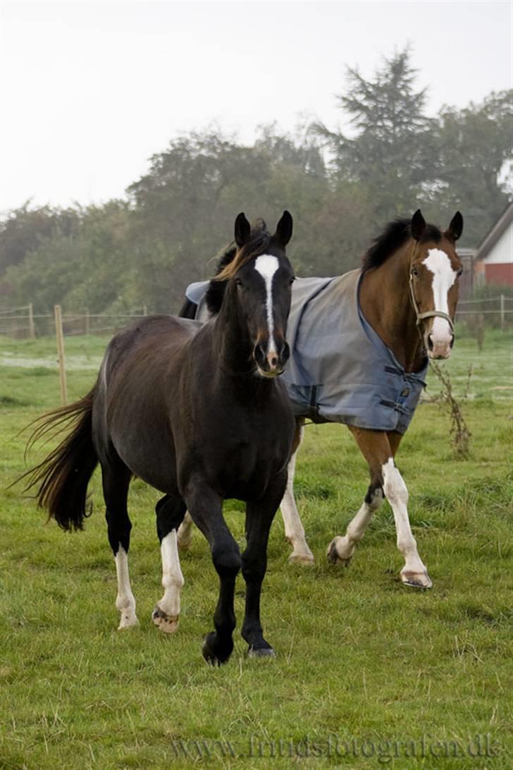 Oldenborg Sussi - Sussi på fold billede 5