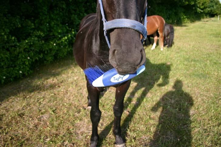 Frieser Zephyr - Hej mit navn er Zephyr "se selv" ;b  billede 1