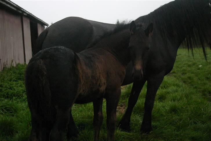 Frieser Zephyr - Zephyr den dejlige dreng<3 billede 2