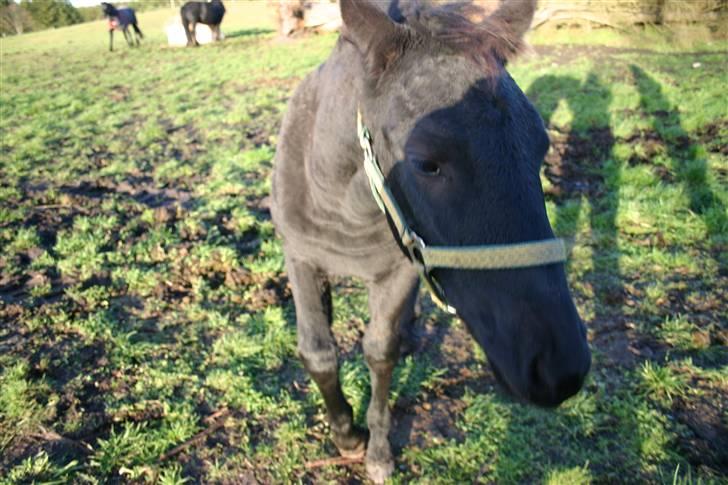 Frieser Zephyr - Zepyr <3 billede 3