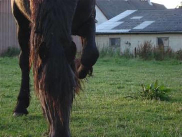 Frieser Zephyr - Jan B han´s skøne far billede 4