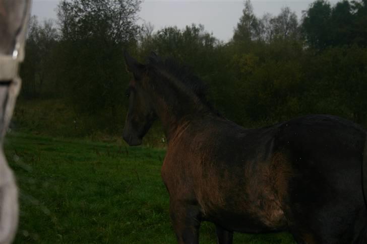 Frieser Zephyr - Zephyr igen igen<3 billede 5