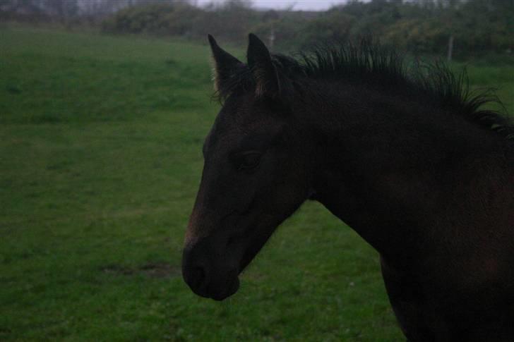 Frieser Zephyr - den dejlige dreng billede 6