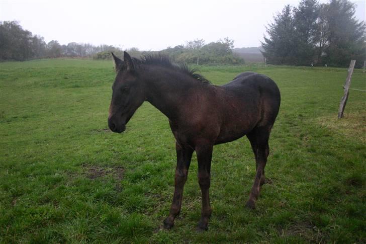 Frieser Zephyr - Zephyr:D billede 7