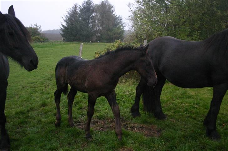 Frieser Zephyr - rigtig hygge<3 billede 8