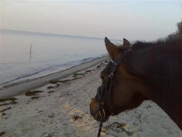 Tysk Sportspony Happy Hour ??250291-010714?? billede 16