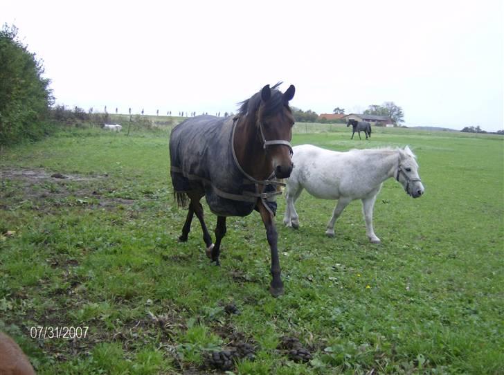 Tysk Sportspony Benjamin †100697-070808† - Uh, du er farlig xD Foto: Jeanette Julin .. OBS, datoen passer ikke! billede 12