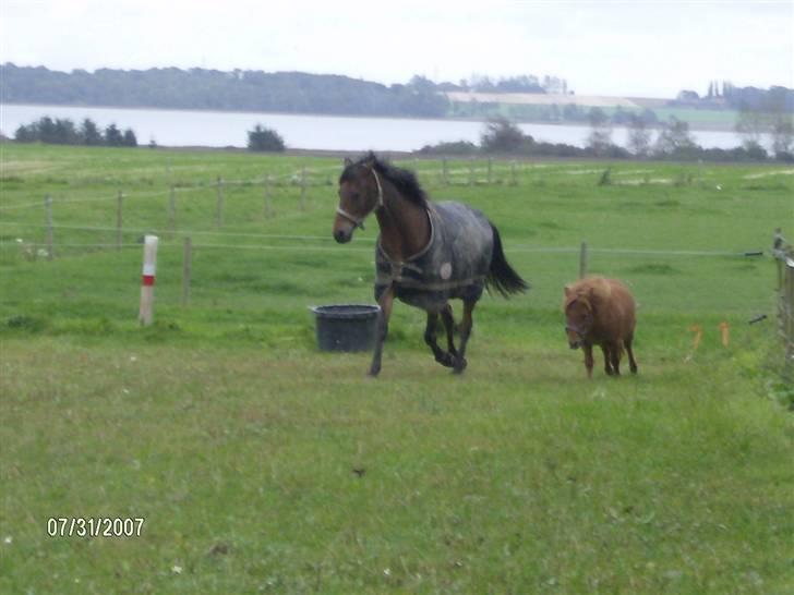 Tysk Sportspony Benjamin †100697-070808† billede 13