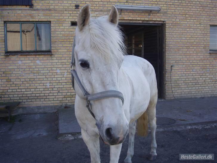 Anden særlig race Winner [Tidligere part] - Winner den 23. april 2008 <3 billede 18