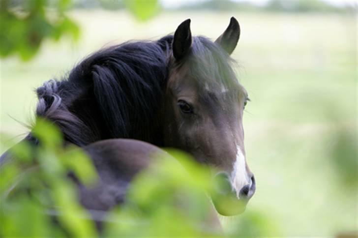 New Forest Birkilds Fortuna billede 10