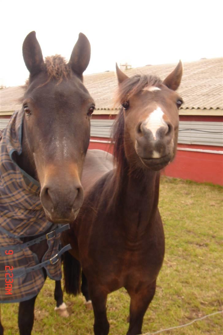 New Forest Tobias Vesta billede 6