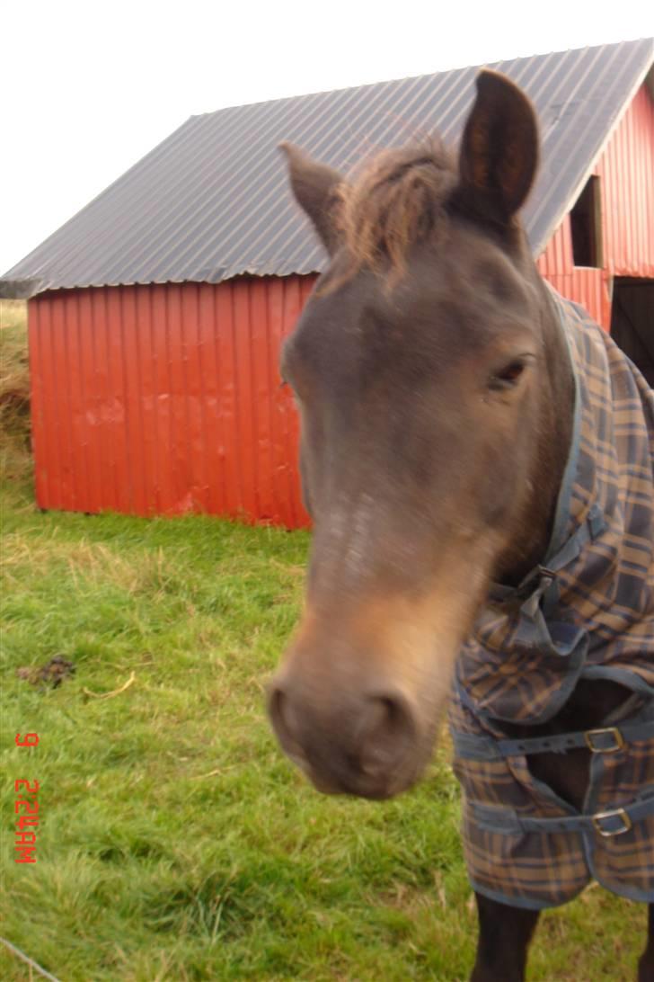 New Forest Tobias Vesta billede 7