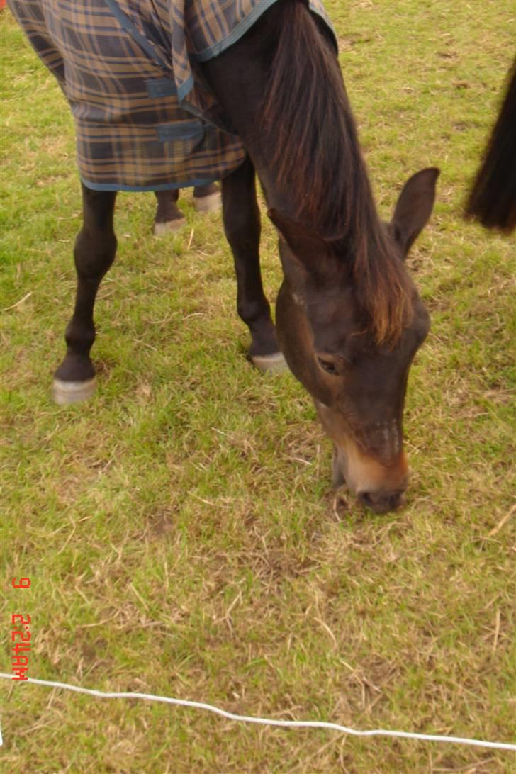 New Forest Tobias Vesta billede 8