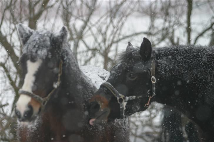 New Forest Tobias Vesta billede 10