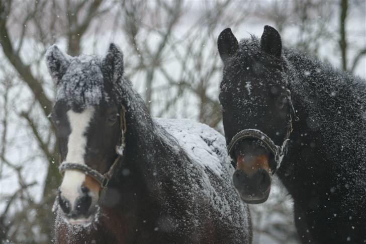 New Forest Tobias Vesta billede 11