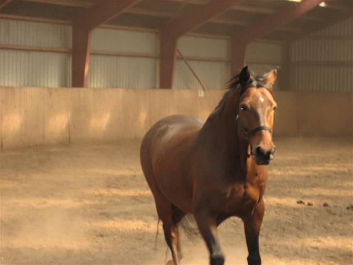 Dansk Varmblod Ørstedlunds Lemon - Lemon dagen efter at jeg endelig fik ham hjem billede 1