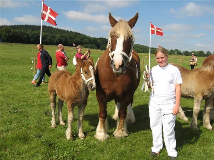 Jyde Silvia - ved siden af Silvia er hendes føl Viktoria (det er silvias tredje føl) : foto beste billede 2