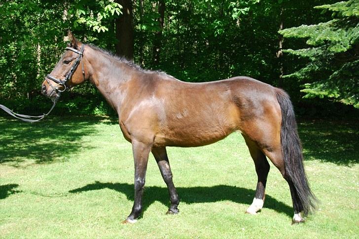 New Forest Elmholts Odessa SOLGT - Maj 2010 billede 17