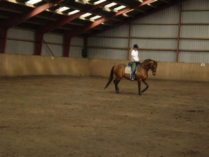 Dansk Varmblod Ørstedlunds Lemon billede 2