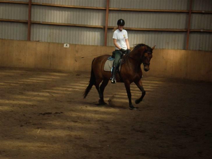 Dansk Varmblod Ørstedlunds Lemon billede 3