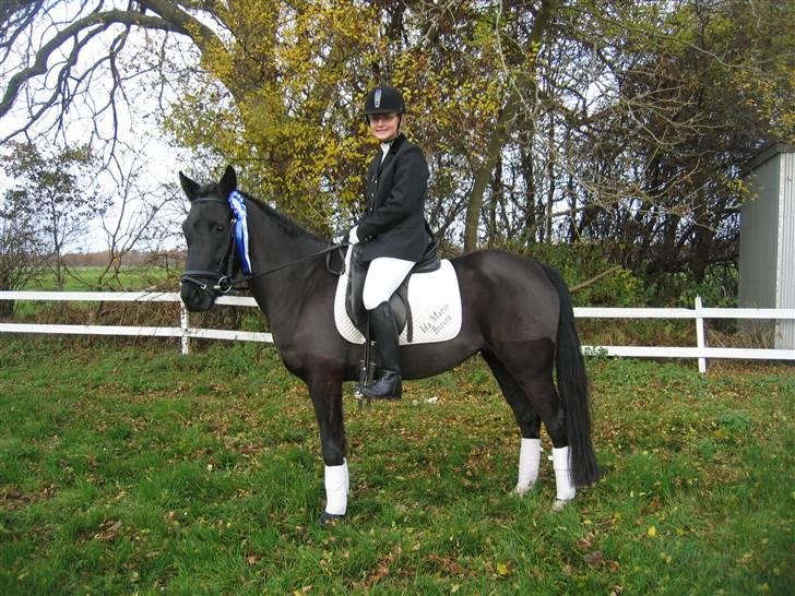 New Forest Åbakkens Mayfield SOLGT - Stævne i Killerup billede 19