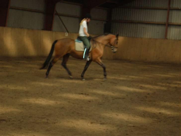 Dansk Varmblod Ørstedlunds Lemon billede 4