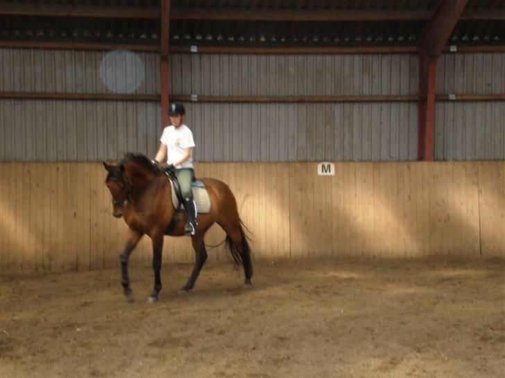 Dansk Varmblod Ørstedlunds Lemon billede 5